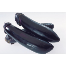 Organic Fresh And Crisp Eggplant